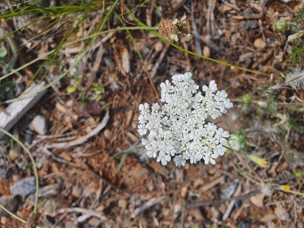 Ombrellifera di Grecia